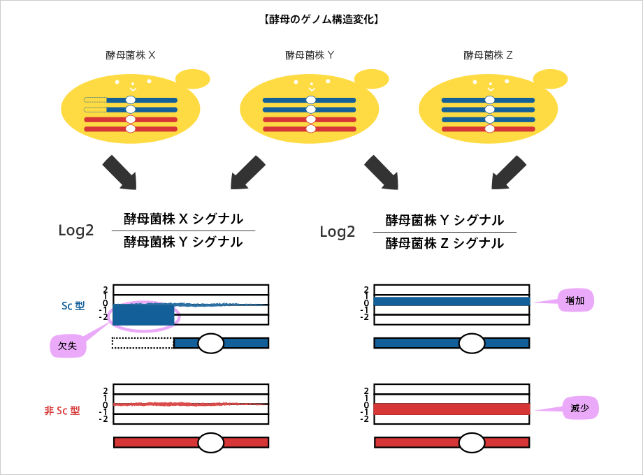 酵母のゲノム構造変化