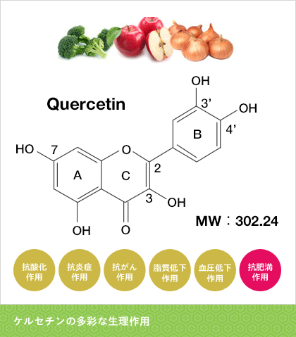 ケルセチンの多彩な生理作用