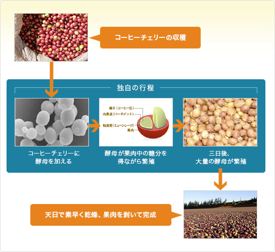 コーヒー豆を発酵させる技術の図