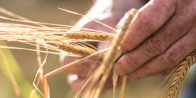 Our Home-Grown Barley