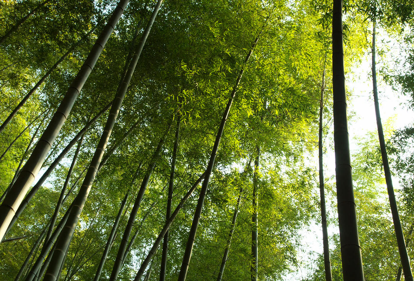 山崎の地の竹林の画像