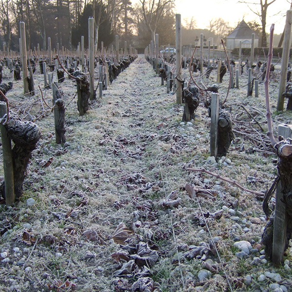 氷点下8℃の厳しい冷え込みとなった、ある冬の朝のぶどう畑。