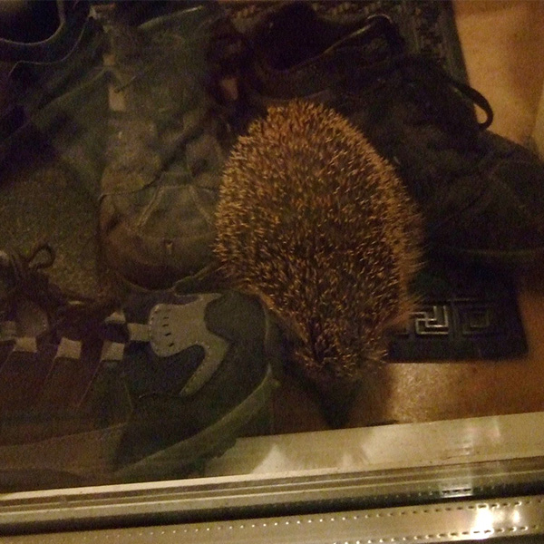 初訪問の夜に庭側の窓下で、靴の間にうずくまるエリソン。