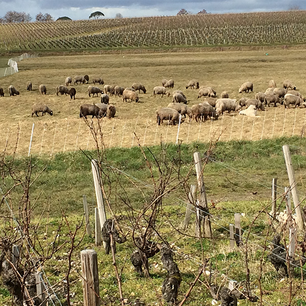 写真3：エコ・パテュラージュでラグランジュ草地に放牧された羊の群れ(近景)